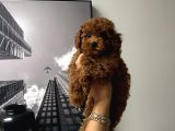 Erkek Kore Poodle Yavru