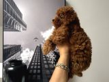 Erkek Kore Poodle Yavru