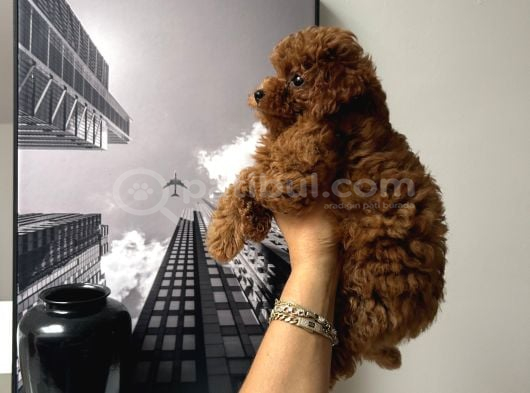 Erkek Kore Poodle Yavru görsel