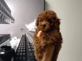 Erkek Kore Poodle Yavru