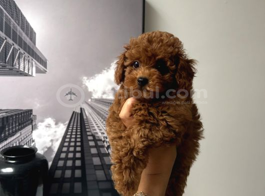 Erkek Kore Poodle Yavru görsel