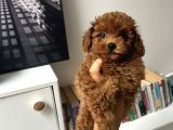 Erkek Kore Poodle Yavru