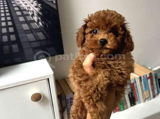 Erkek Kore Poodle Yavru görsel