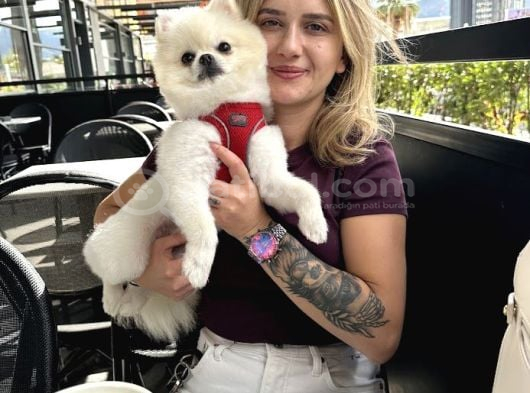 Pomeranian Yavruları