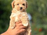 En Sevimli Maltipoo Bebekler
