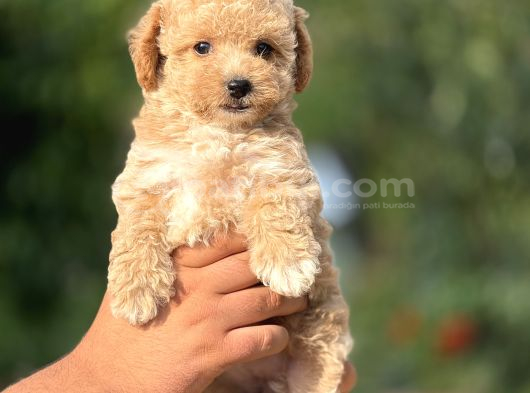 En Sevimli Maltipoo Bebekler görsel