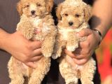 En Sevimli Maltipoo Bebekler