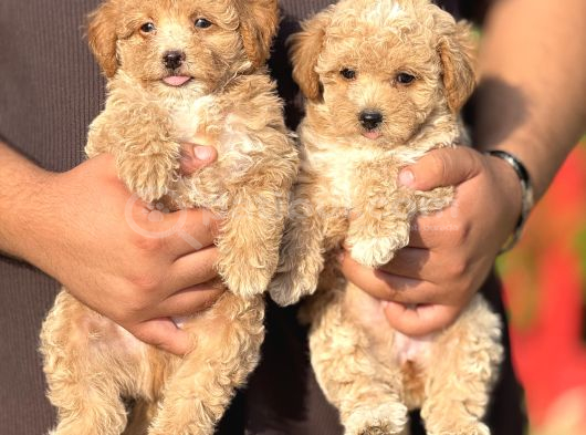 En Sevimli Maltipoo Bebekler görsel