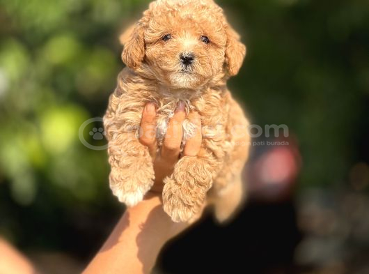 Malti̇poo Bebekler görsel
