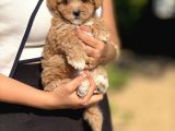 Malti̇poo Bebekler