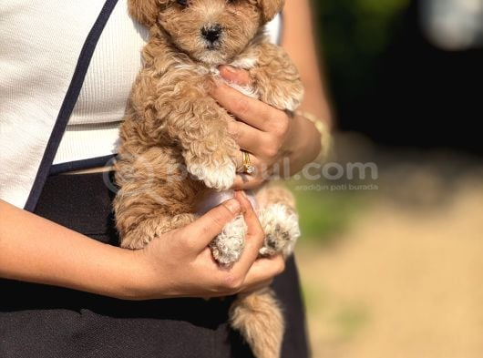 Malti̇poo Bebekler görsel
