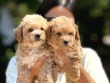 Malti̇poo Bebekler