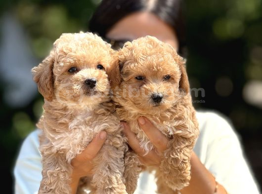 MALTİPOO BEBEKLER