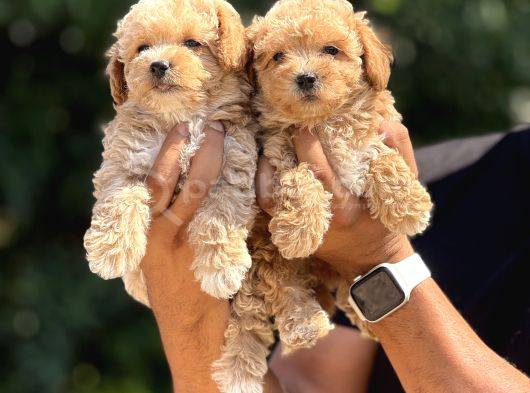Yuva Bekleyen Maltipoo Cocuklar görsel