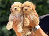 Yuva Bekleyen Maltipoo Cocuklar