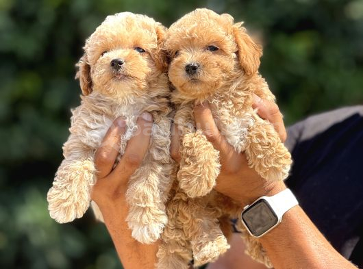 Yuva bekleyen maltipoo cocuklar