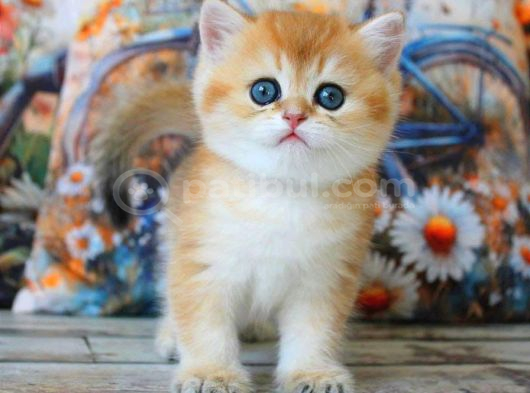 Golden Zarafet British Shorthair Yavrumuz görsel