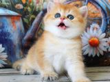 Golden Zarafet British Shorthair Yavrumuz