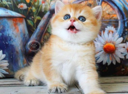 Golden Zarafet British Shorthair Yavrumuz görsel