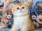 Golden Zarafet British Shorthair Yavrumuz
