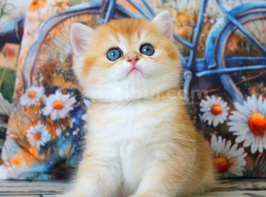 Golden Zarafet British Shorthair Yavrumuz görsel