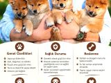 Minyatür Shiba Inu Yavrular