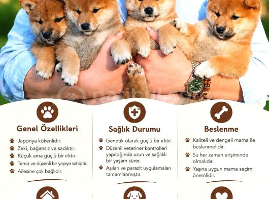 Minyatür Shiba Inu Yavrular görsel