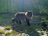 SAFKAN kısırlaştırma şartıyla ÜCRETSİZ  Maine coon