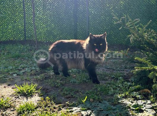 SAFKAN kısırlaştırma şartıyla ÜCRETSİZ  Maine coon