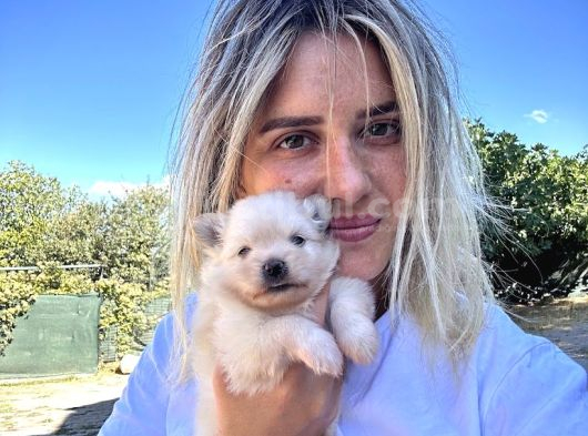 Pomeranian Yavruları görsel