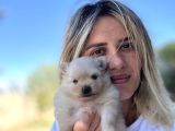 Pomeranian Yavruları