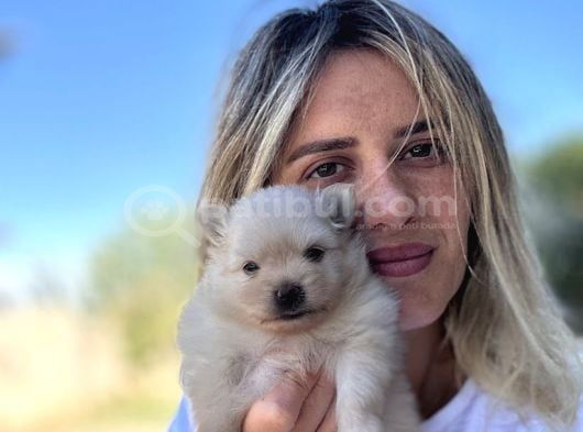 Pomeranian Yavruları görsel