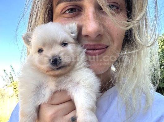 Pomeranian Yavruları görsel