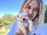 Pomeranian Yavruları