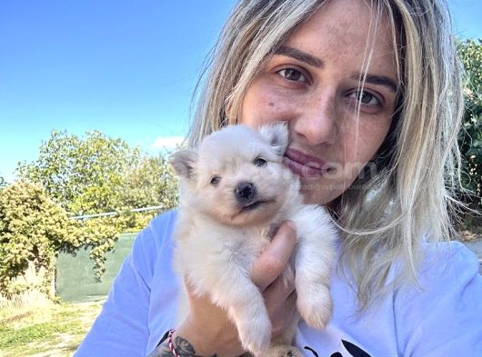 Pomeranian Yavruları görsel
