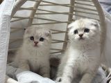 Scottısh Fold Silver Cıncıkkk Gibi Bebekler
