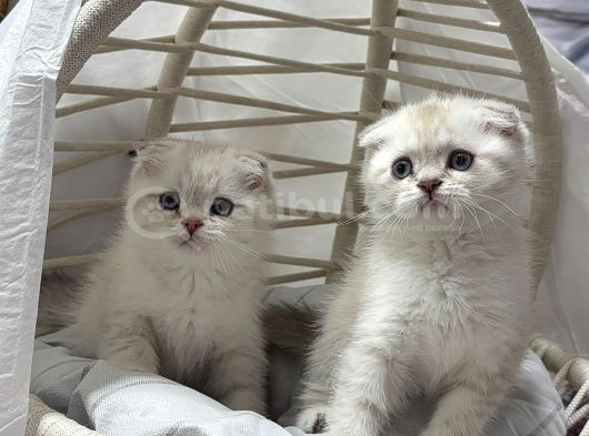Scottısh Fold Silver Cıncıkkk Gibi Bebekler görsel
