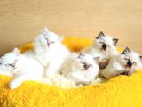 Bu Kalite Hiç Biryerde Yok Maviş British Longhair Bebekleirm