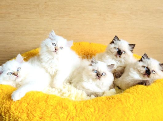 Bu Kalite Hiç Biryerde Yok Maviş British Longhair Bebekleirm görsel