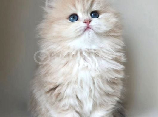 Dünya Güzeli  AY Golden British Longhair