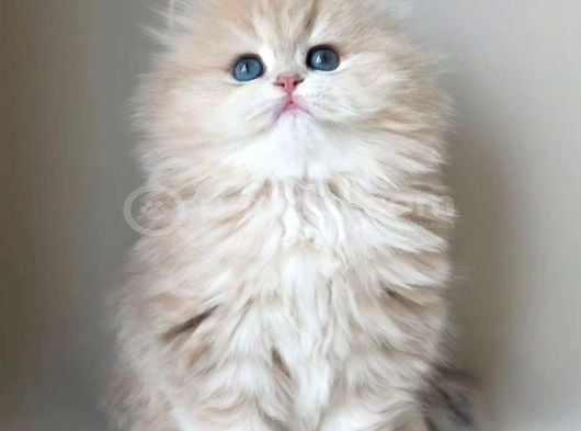 Dünya Güzeli  Ay Golden British Longhair görsel