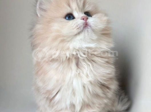 Dünya Güzeli  Ay Golden British Longhair görsel