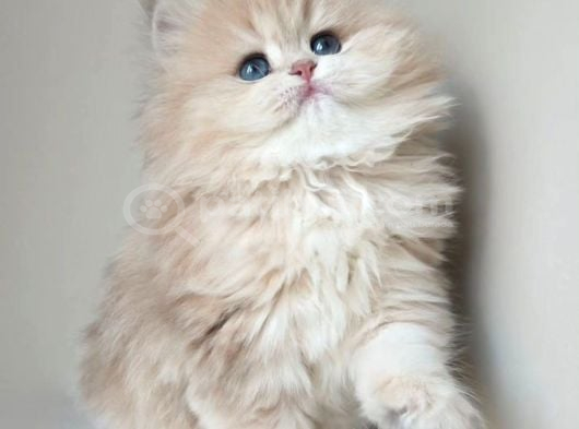 Dünya Güzeli  Ay Golden British Longhair görsel