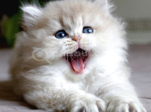 Neşe Topu Golden British Longhair