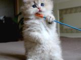 Neşe Topu Golden British Longhair