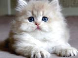 Neşe Topu Golden British Longhair