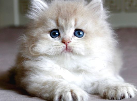 Neşe Topu Golden British Longhair görsel