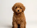 Toy Poodle Sevi̇mli̇ Yavrular Ev Üreti̇mi̇