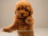 Toy Poodle Sevi̇mli̇ Yavrular Ev Üreti̇mi̇