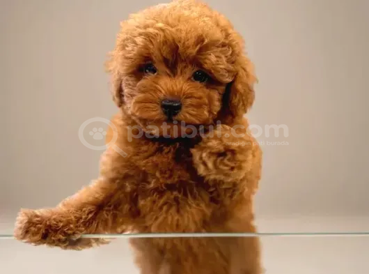 Toy Poodle Sevi̇mli̇ Yavrular Ev Üreti̇mi̇